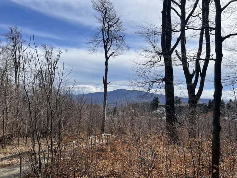 Szellemi Wellness – Stratégiai változásvezetés a fenntarthatósági átmenetben