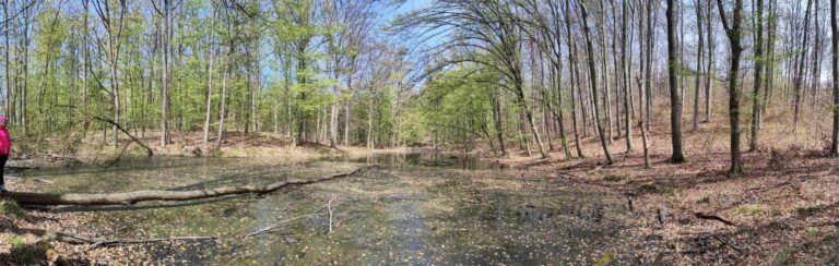 „Szókratészi séta” a Pilisi Parkerdőben